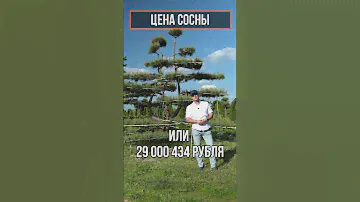 Сколько может стоить дерево для загородного участка